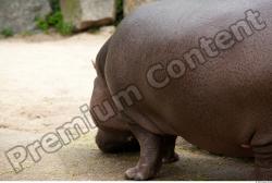 Hippo # 2